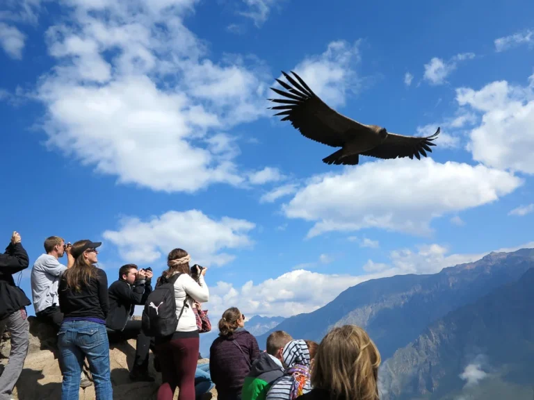 condor colca canyon