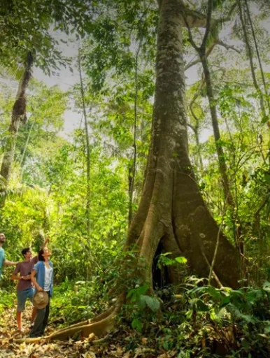 tambopata jungle (1)